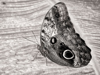 Close-up of butterfly