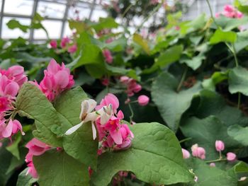 Close-up of pink flowering plants