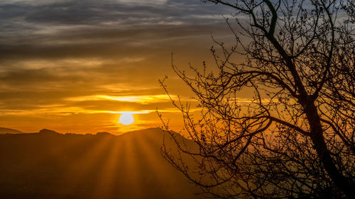 Silhouette bare tree against orange sky