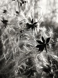 Close-up of spider on plant