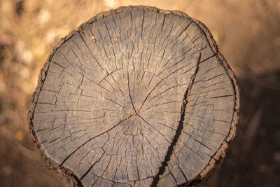 Close-up of tree stump