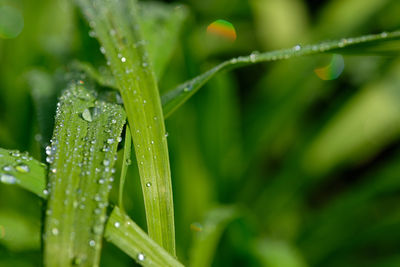 Close-up of wet plant leaves during rainy season