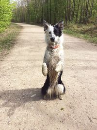 Portrait of dog on pathway