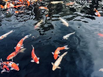 koi