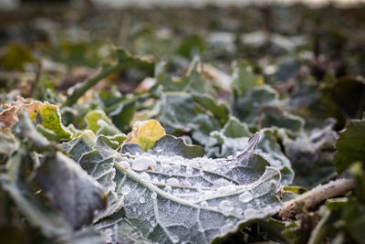 Close-up of snow covered leaves