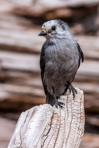 Close-up of owl perching outdoors