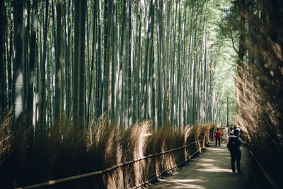 People walking on footpath amidst bamboo grove