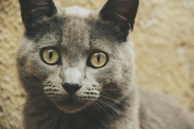Close-up portrait of cat