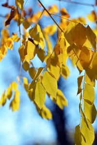 Close-up of yellow leaves on plant against sky