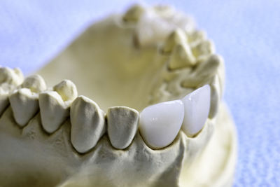 Close-up of dentures on table