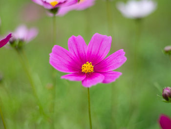 Close-up of pink cosmos flower