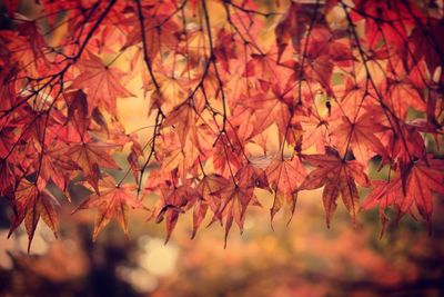 Close-up of maple leaves on tree during autumn