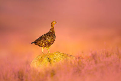 Close-up of bird on field