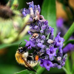 Close-up of bee on purple flower