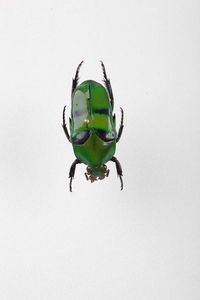 Close-up of insect on white background