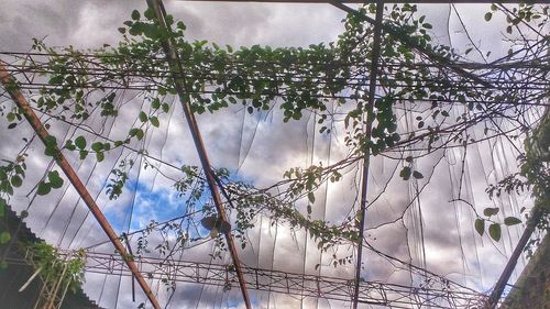 Close-up of plants against cloudy sky