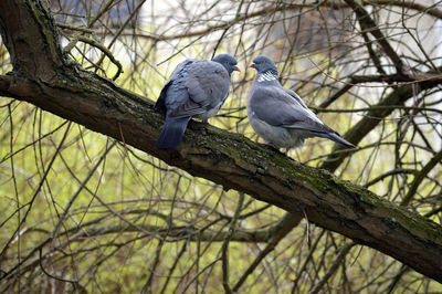 Low angle view of birds perching on tree