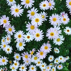 Close-up of daisies blooming outdoors