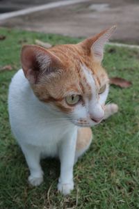 Close-up of a cat looking away