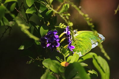 Close-up of butterfly pollinating on purple flowering plant