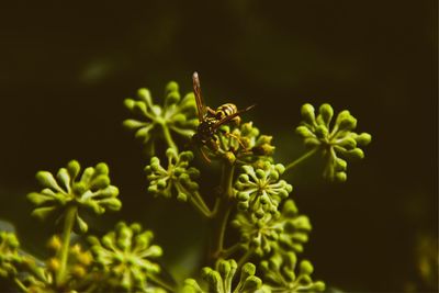 Close-up of insect on plant