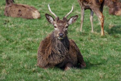 Portrait of deer on field