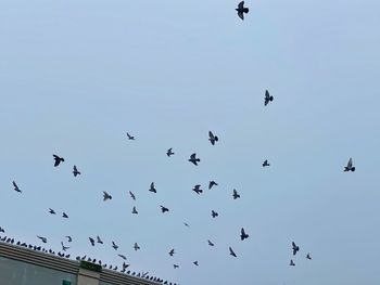 Low angle view of birds flying in the sky