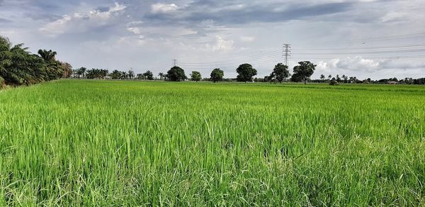 Scenic view of agricultural field against sky