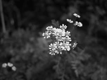 Close-up of flowering plant on field