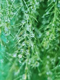 Close-up of wet plant leaves