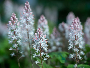 Close-up of flowering plant on field