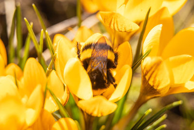 Close-up of bee pollinating on yellow flower