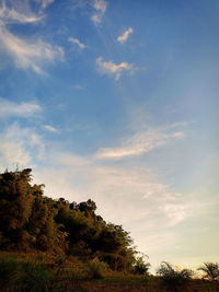 Low angle view of trees against sky during sunset