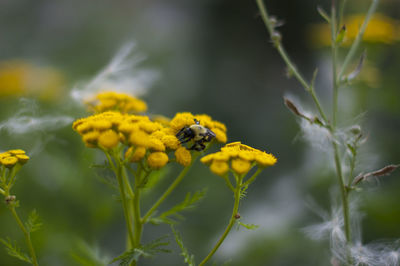 Close-up of honey bee on yellow flower