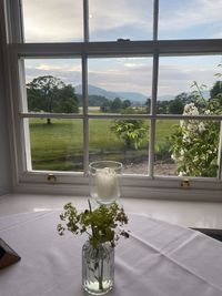 Potted plants on window sill