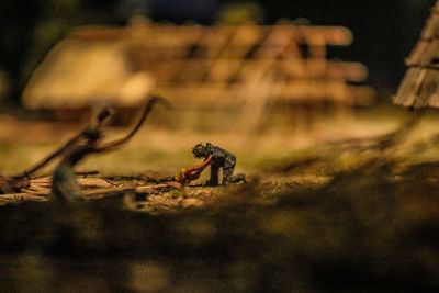 Close-up of insect on field