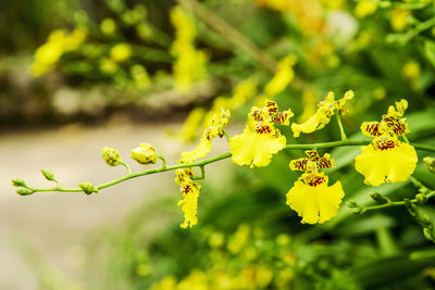 Close-up of insect on yellow flower