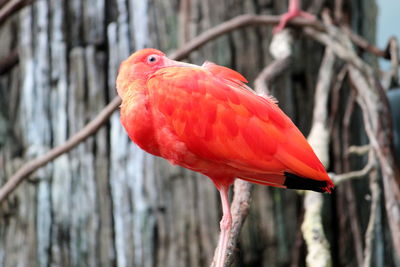 Close-up of parrot perching on branch