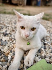 Close-up portrait of cat