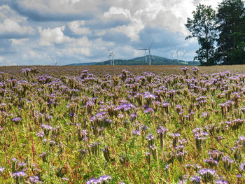 Purple flowering plants on field against sky