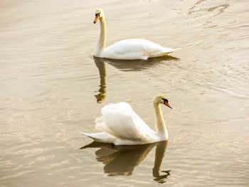 Swans swimming in lake