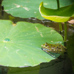 Close-up of green frog on leaves in lake