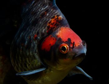 Close-up of fish swimming in water