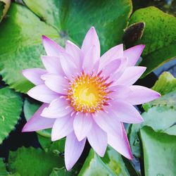 Close-up of flower blooming outdoors