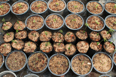 Full frame shot of potted plants