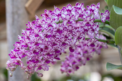 Close-up of purple flowering plant