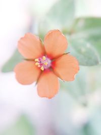 Close-up of pink flower