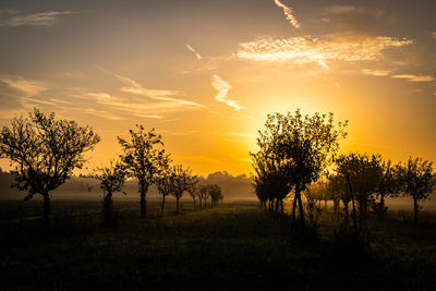 Trees on field against sky during sunset