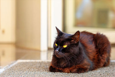 Brown cat with chocolate-fur color, yellow eyes and narrowed pupils.