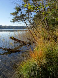 Plants growing by lake against sky